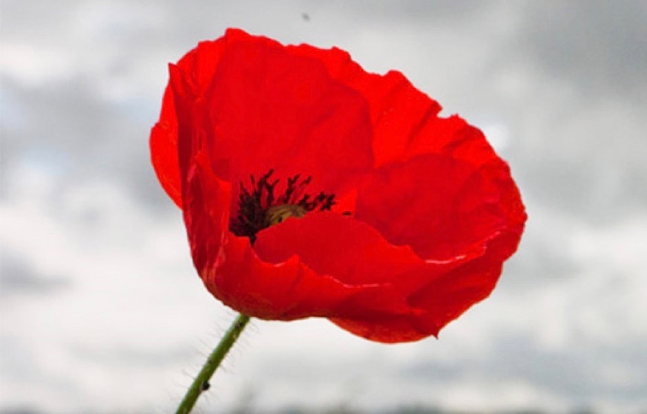Poppy